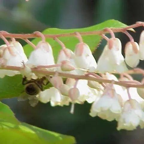 植物界全系列 双子叶植物纲 杜鹃花目 上 知乎