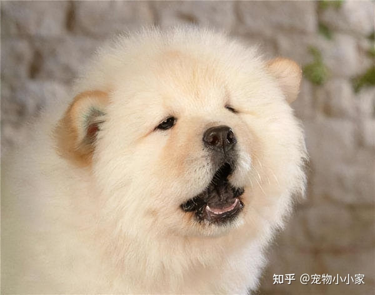 松狮犬养久了，千万别“送人”，这几个原因很扎心 - 知乎