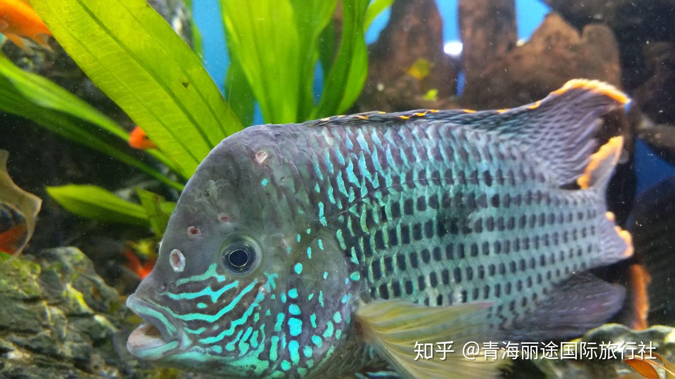 红尾皇冠鱼头顶白洞食欲不振是什么病该怎么治疗