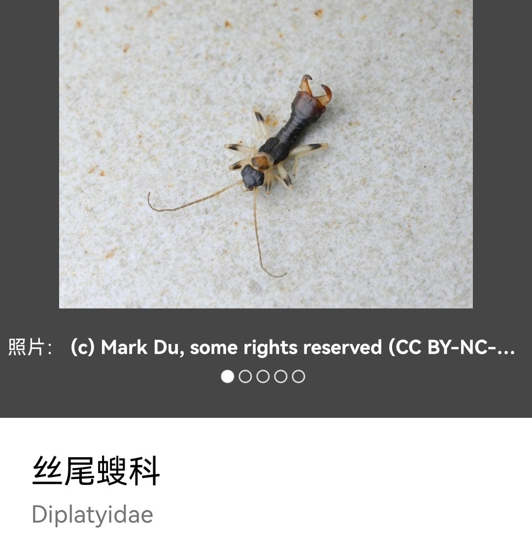 请问尾巴上长钳子的虫子是蠼螋吗? - 知乎