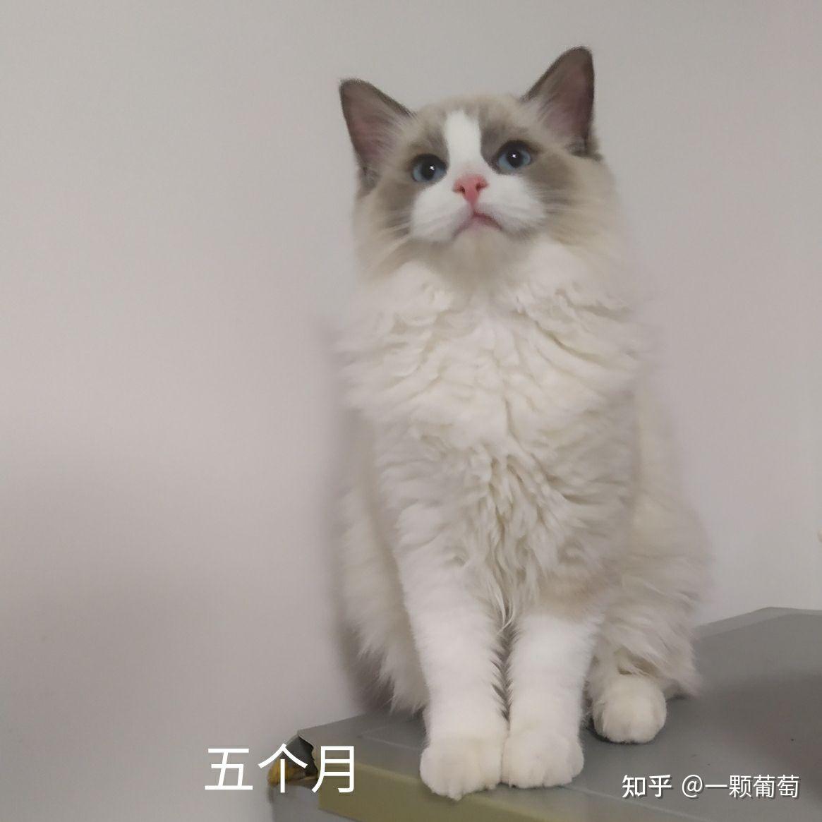 布偶猫失格窄面具图片