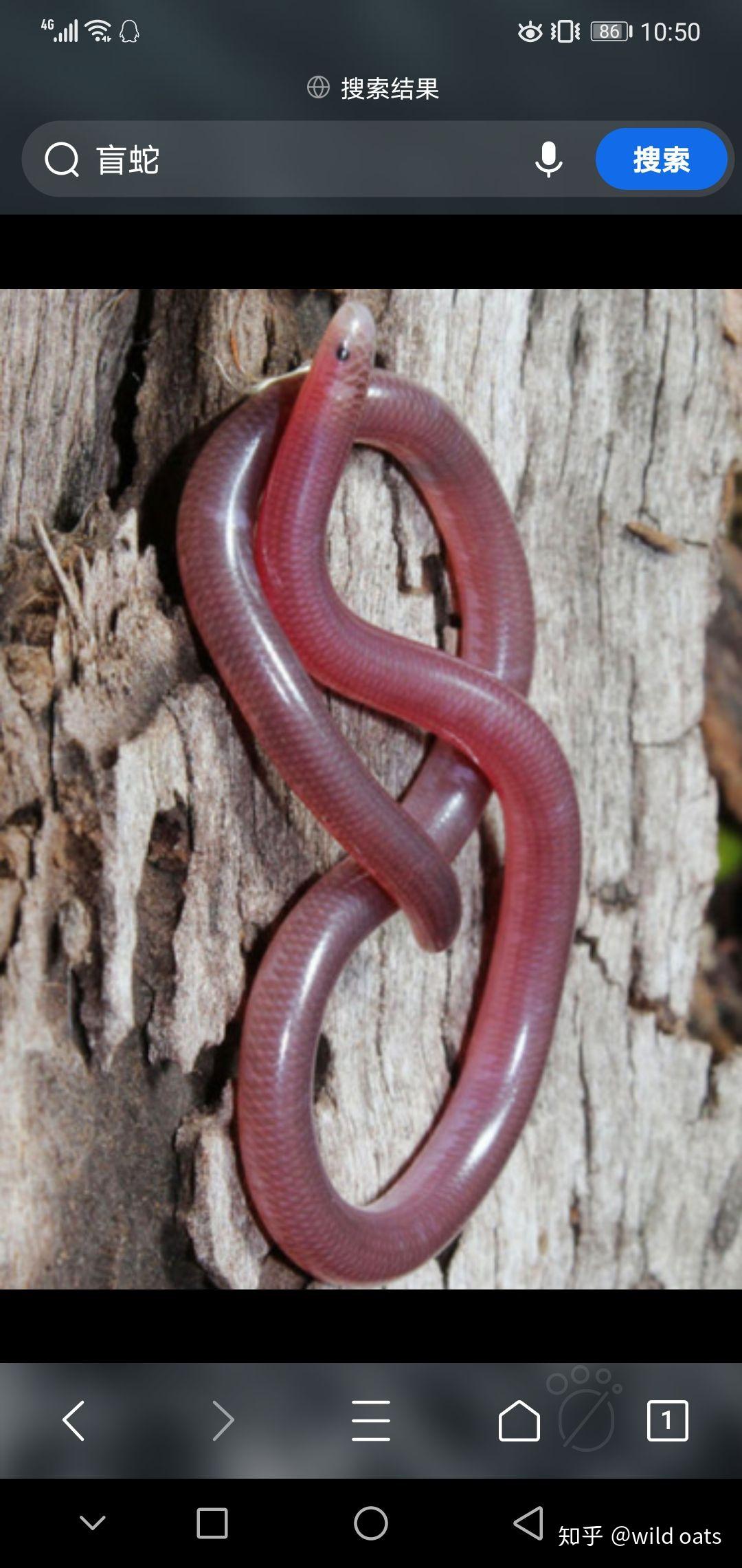 这种蚯蚓怎么这么大是什么品种