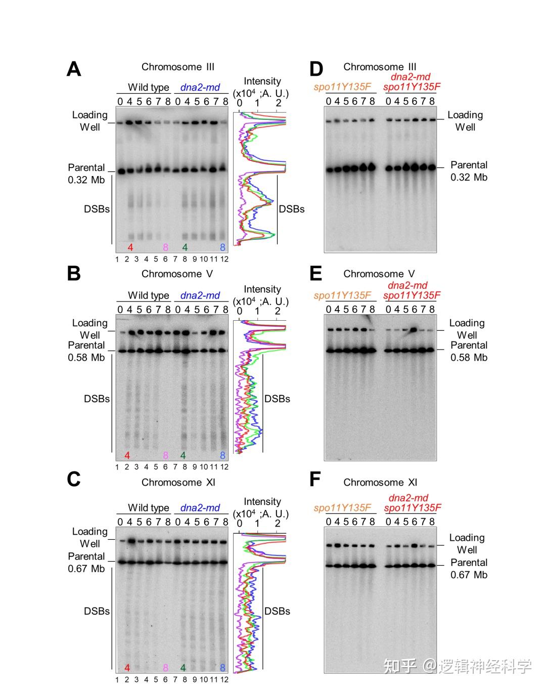 Ssdna Rpa NAR︱山东大学张亮然/王顺心团队揭示Dna2移除减数分裂细胞中ssDNA-RPA纤丝的分子机制 - 知乎