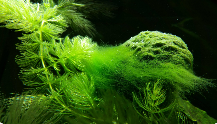 如何处理鱼缸里的藻类？ - 知乎