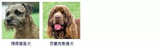 一篇文章让你分清所有狗的品种 - 知乎