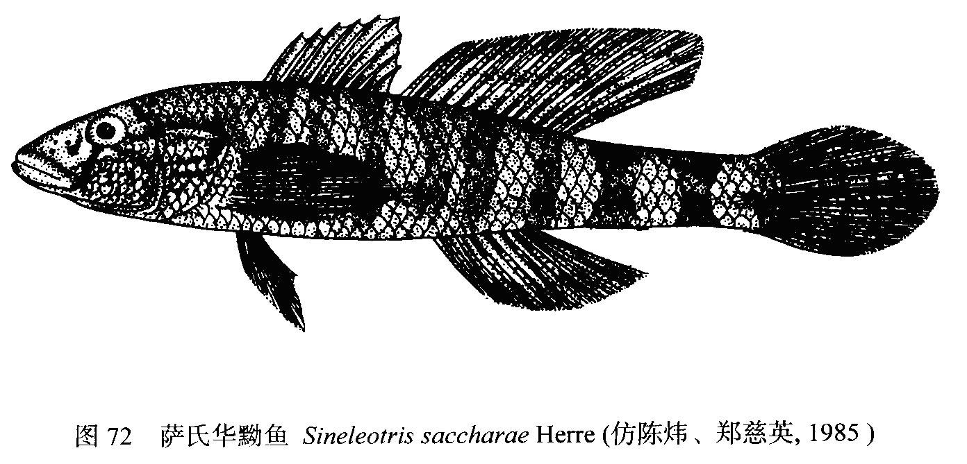 中国原生鱼：淡水虾虎鱼 知乎 
