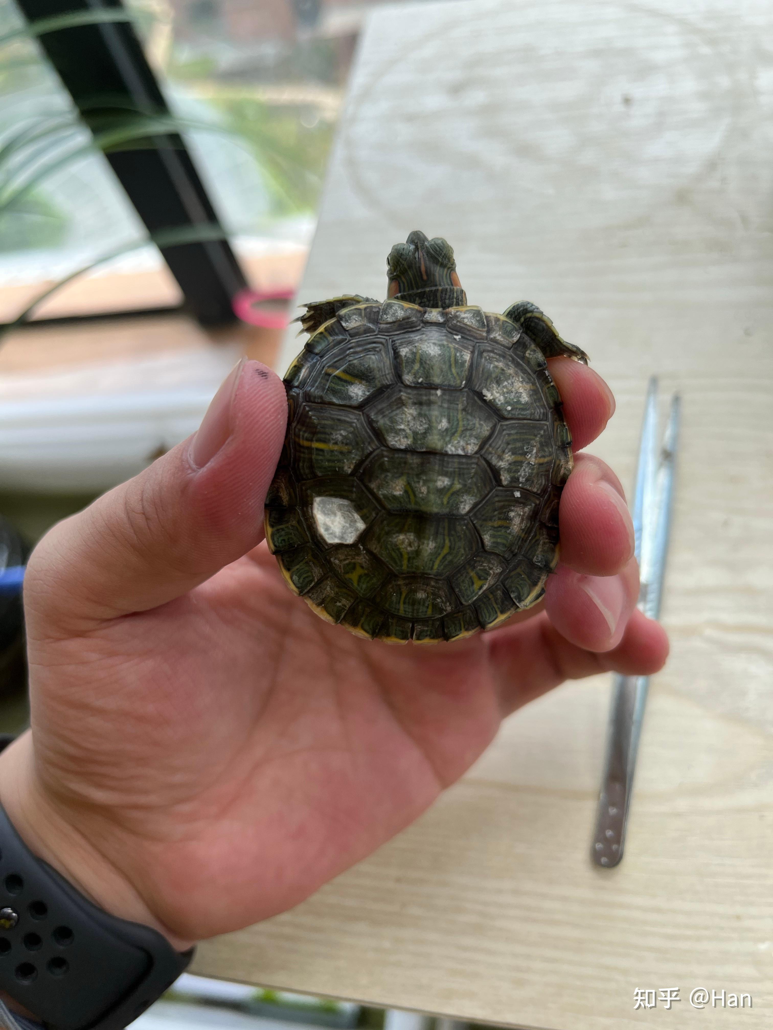 巴西龟蜕皮是什么样的?