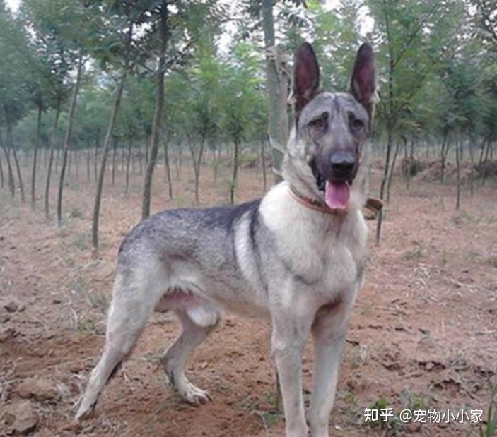 对于“狼青犬”被禁养,你怎么看呢? - 知乎