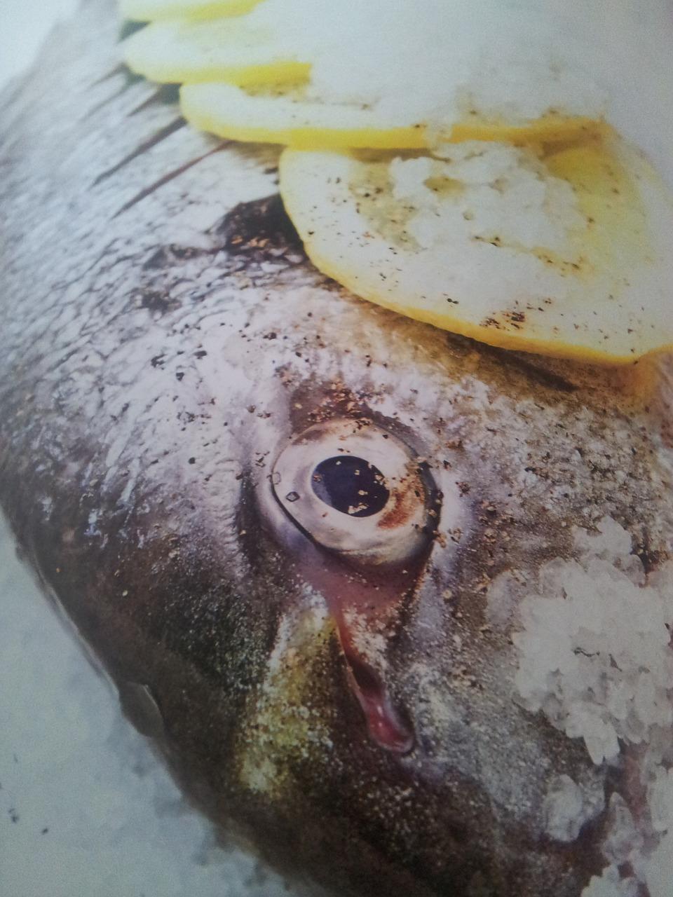 3. 活饵料选购指南