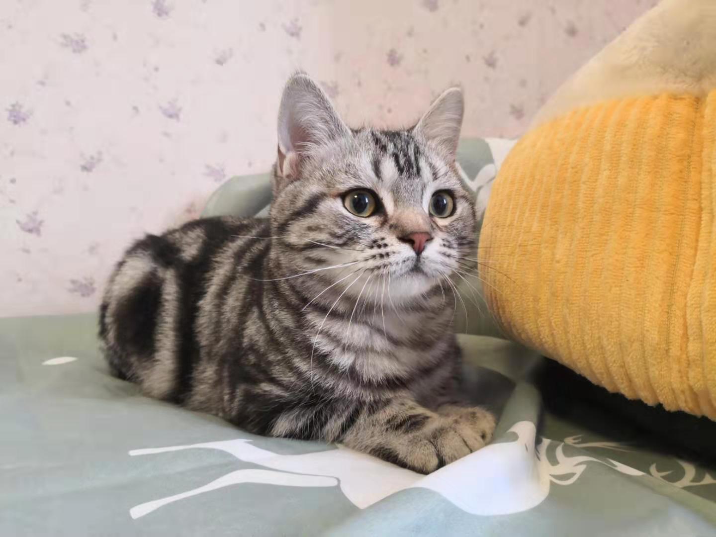 美短鱼骨纹为什么便宜