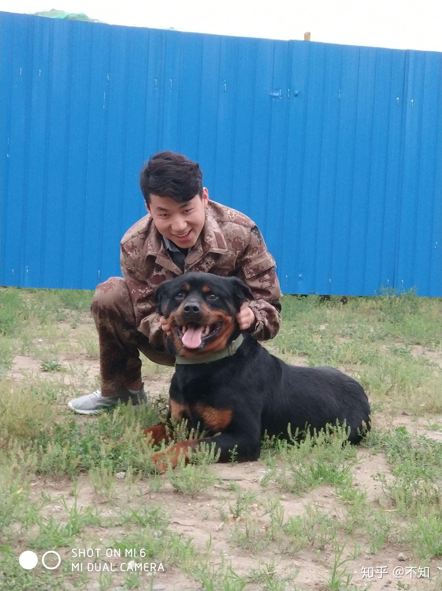 領養了一隻流浪串串狗長得很像羅威納犬但體型特別小跟柯基一樣請問它