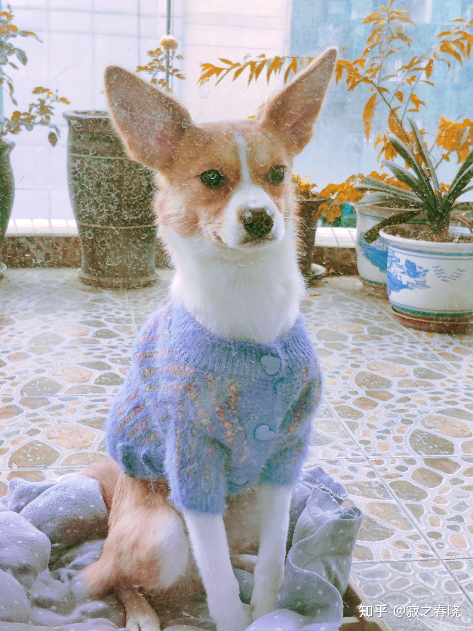 吉娃娃和柯基的混血是什么样子?