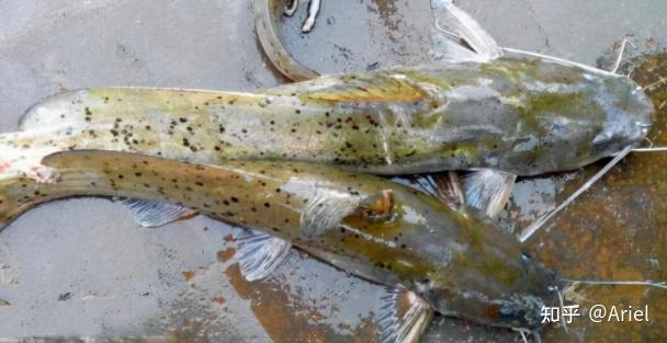 芝麻剑鱼有哪些营养价值