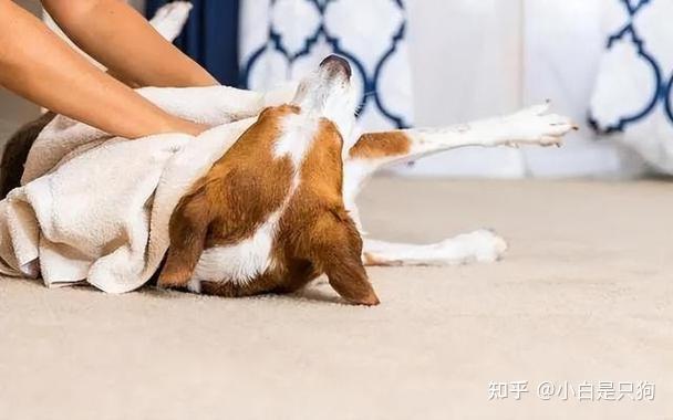 狗狗见到你就“躺下打滚”,是在给你这些暗示,别误会了! - 知乎