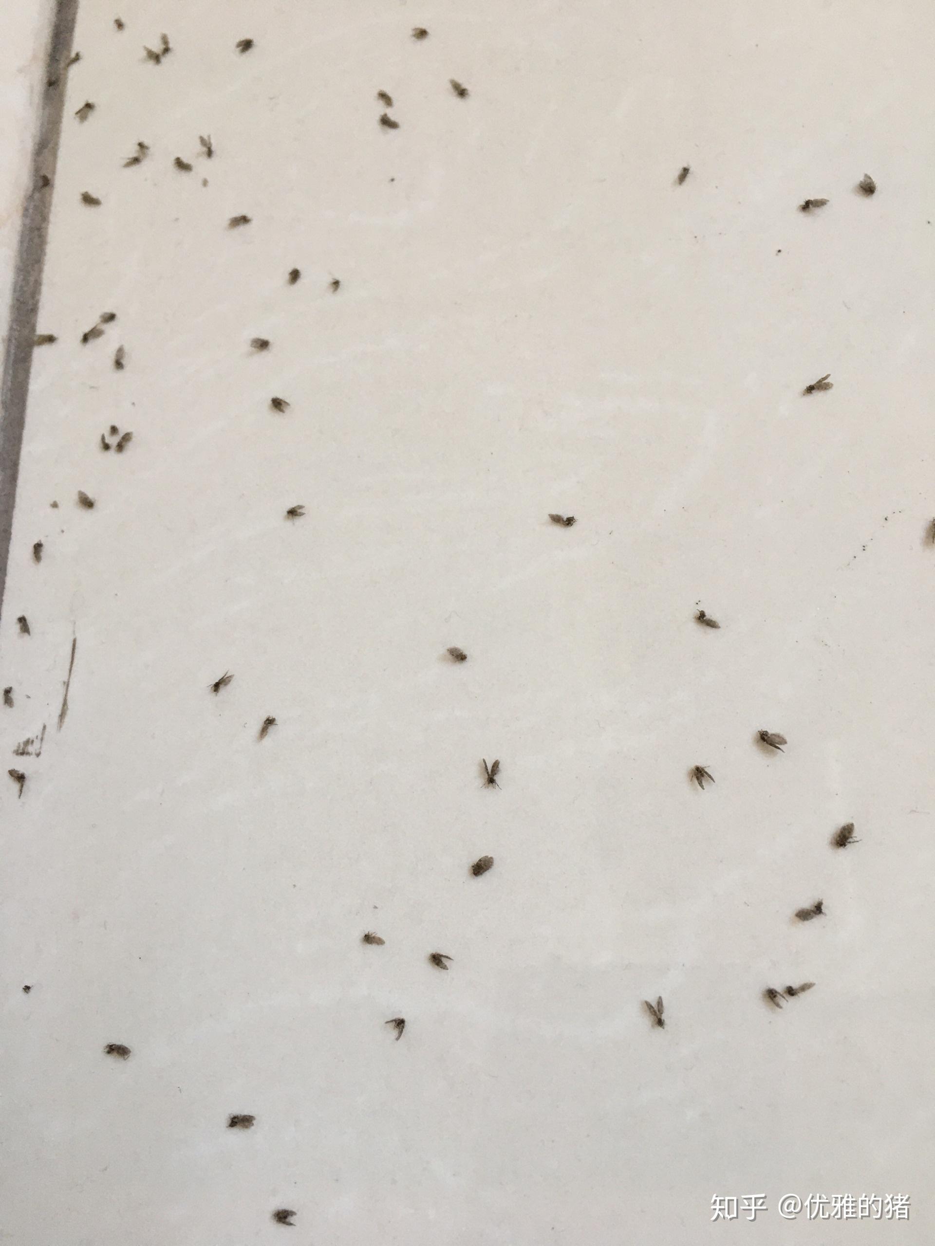 家里即使不开窗户窗台上也有很多死了的小飞虫,它们是从哪来的,如何彻