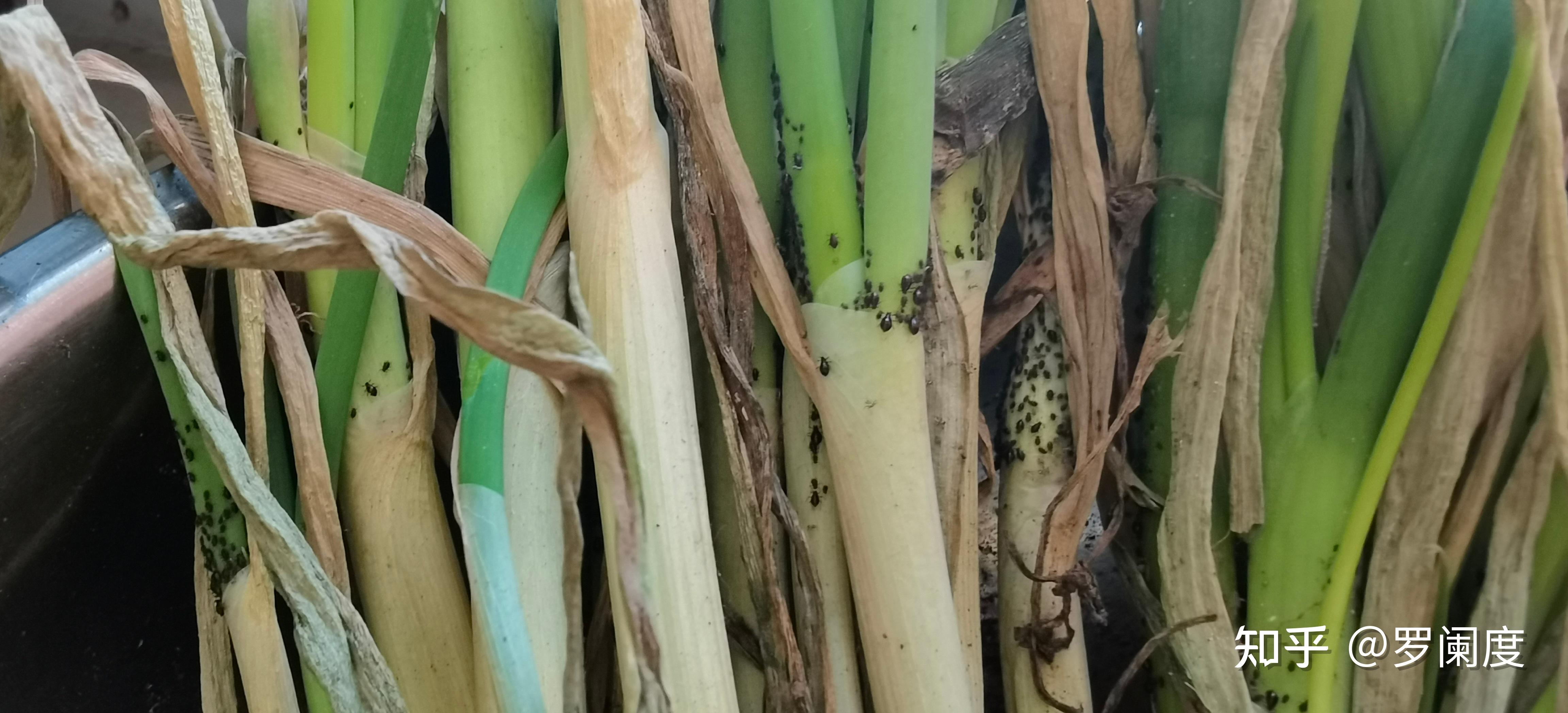 葱上面的这种小黑虫是什么? - 知乎