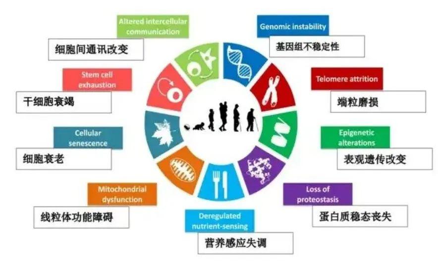 什么是炎症性衰老？ - 知乎