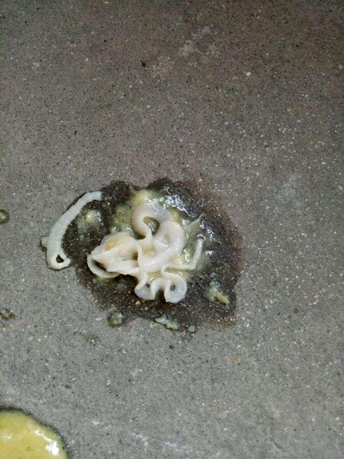 床上出现像蛆像面条一样的白色软体虫子 是什么? - 知乎