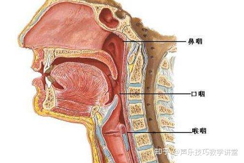 头腔共鸣位置示意图图片