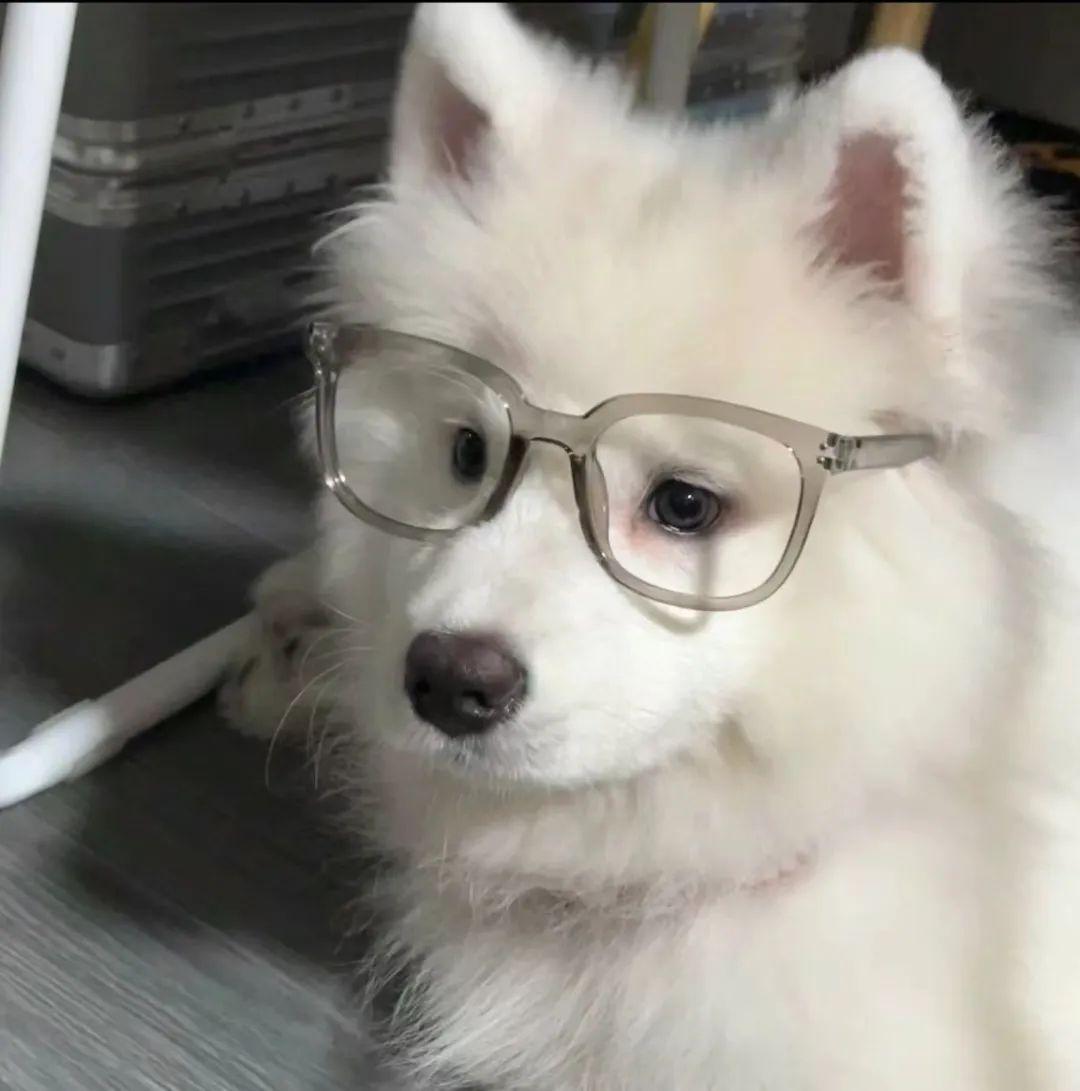 有没有可爱但又不失高级的动漫头像或小动物头像