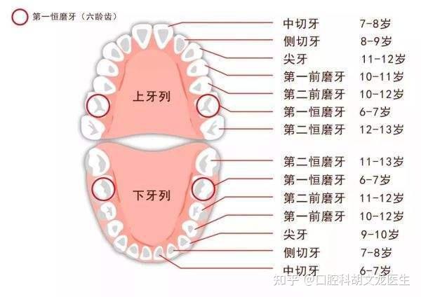 成年人應該有幾顆臼齒