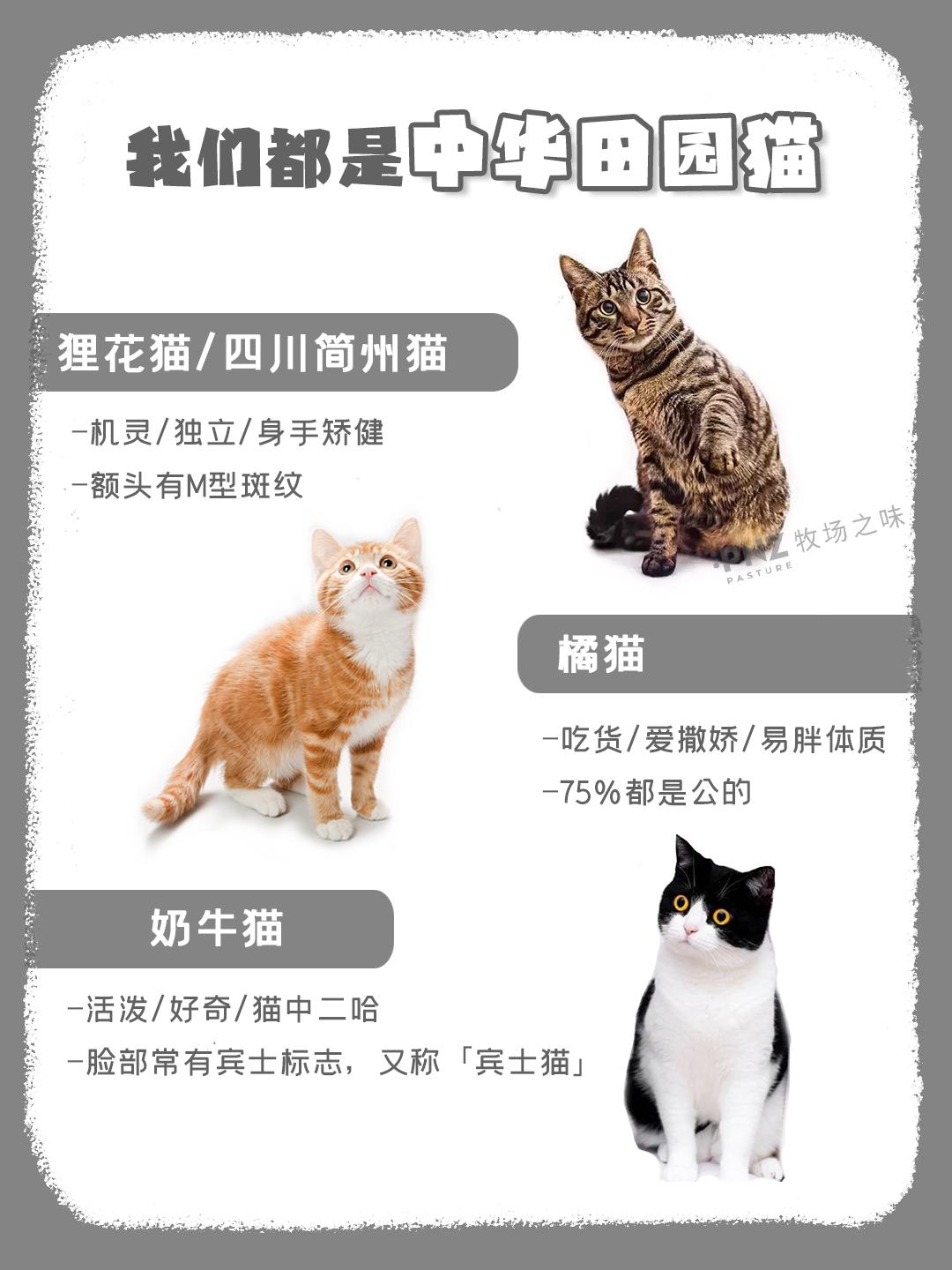 国喵风采——中华田园猫是一大家子- 知乎