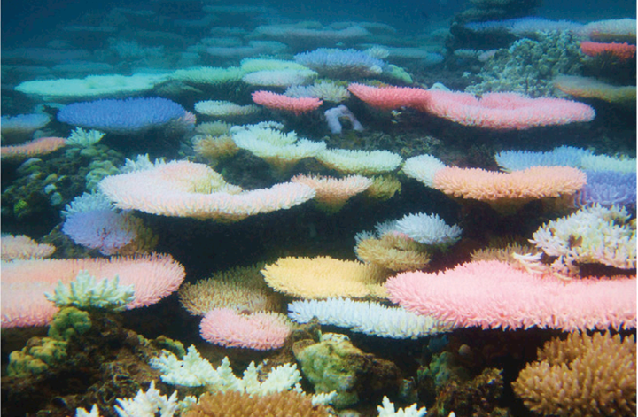 珊瑚彩色白化Colorful Coral Bleaching——鲜艳的珊瑚一定是生命力旺盛的珊瑚吗？ - 知乎
