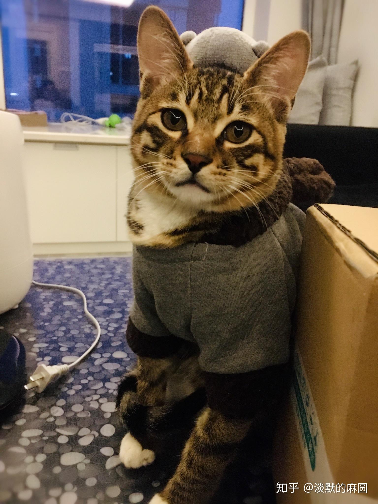 想知道这是狸花猫还是金虎斑,买猫的什么卖家说是金虎斑,最近越看越像