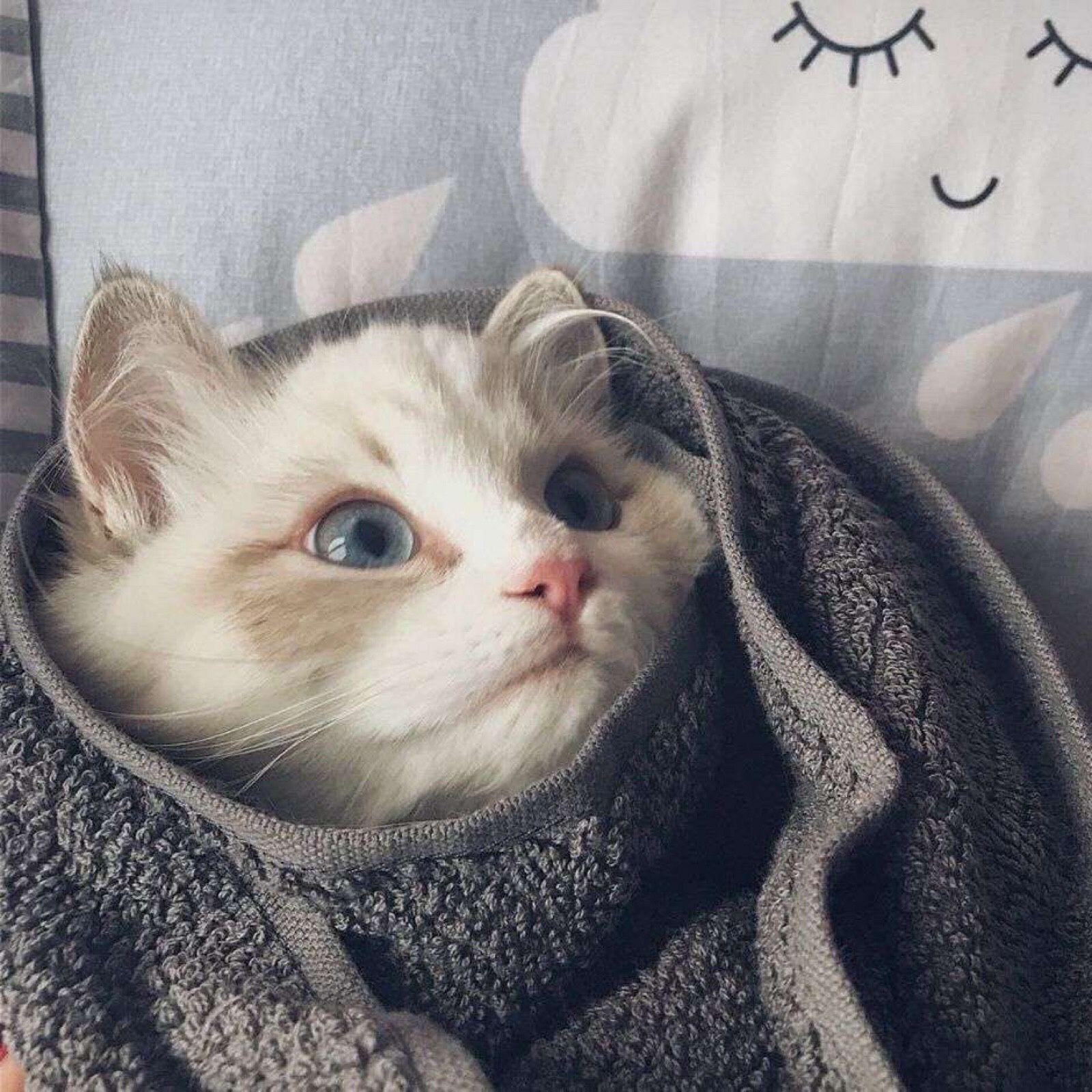 有好看的猫头像可以安利一下的吗? - 知乎