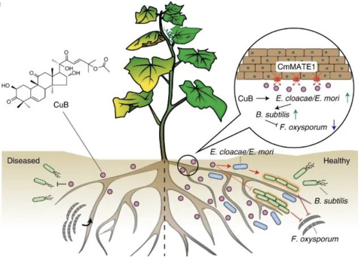 Nature Plants |葫芦科植物根分泌的葫芦素调节根际微生物以改善植物抗性 - 知乎