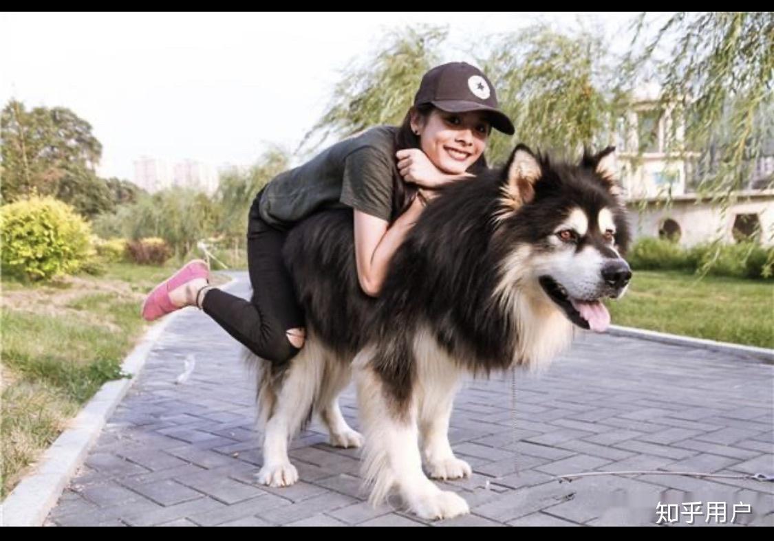 80斤能骑阿拉斯加犬吗? - 知乎
