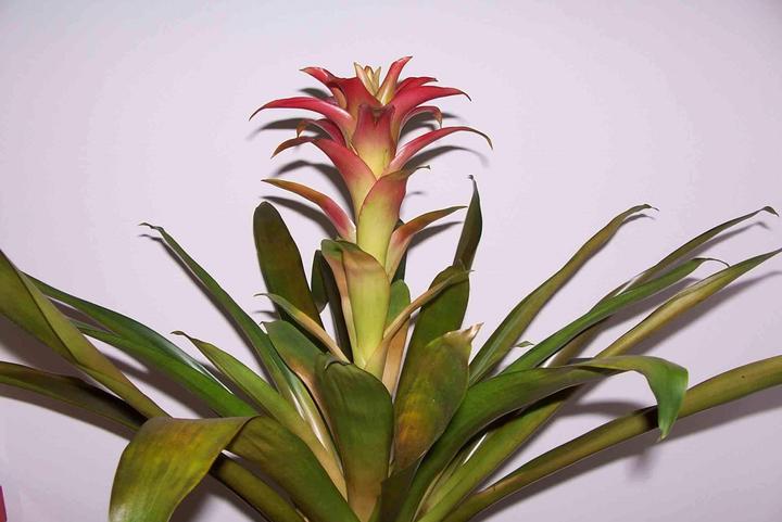 观赏性植物种植技术——彩叶凤梨 - 知乎