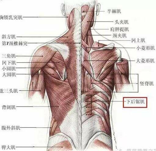 背阔肌收缩图片