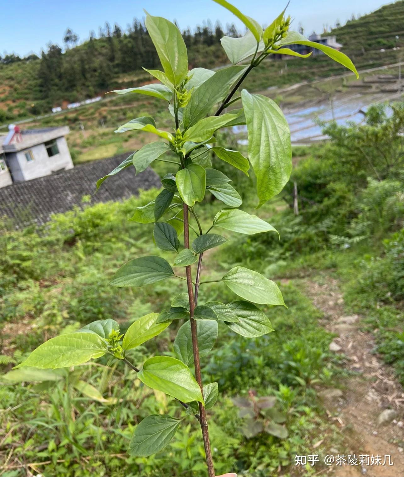正宗的观音豆腐该怎么做?