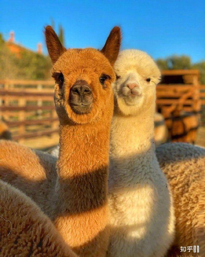 有没有一些羊驼的情侣头像? - 知乎