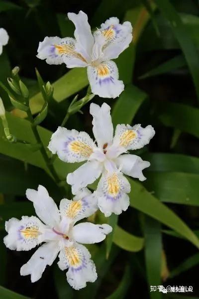 Iris 鸢尾——以彩虹女神命名的花儿不仅是蓝色的 - 知乎