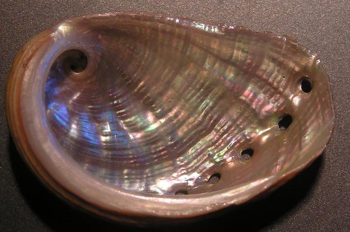 为什么动物进化不出皮甲？