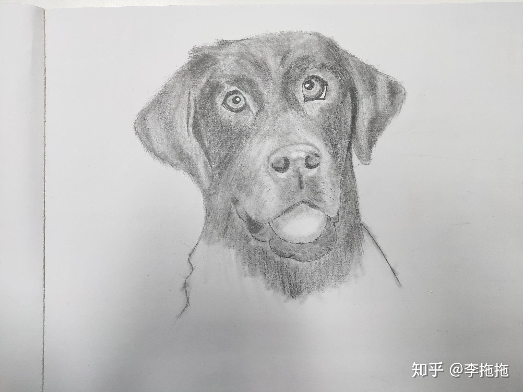 养拉布拉多你后悔了吗