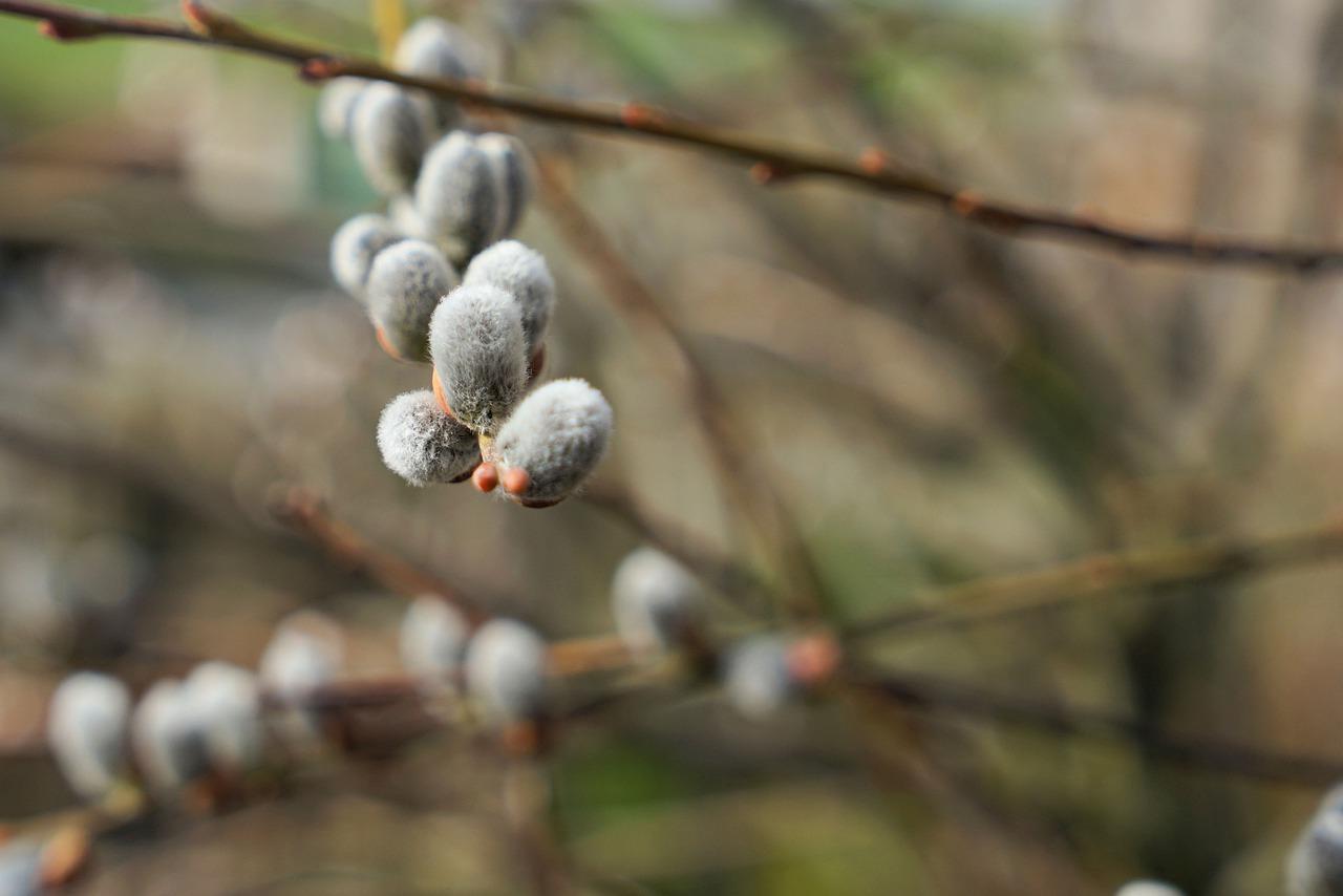 5. 杨柳郡价格分析