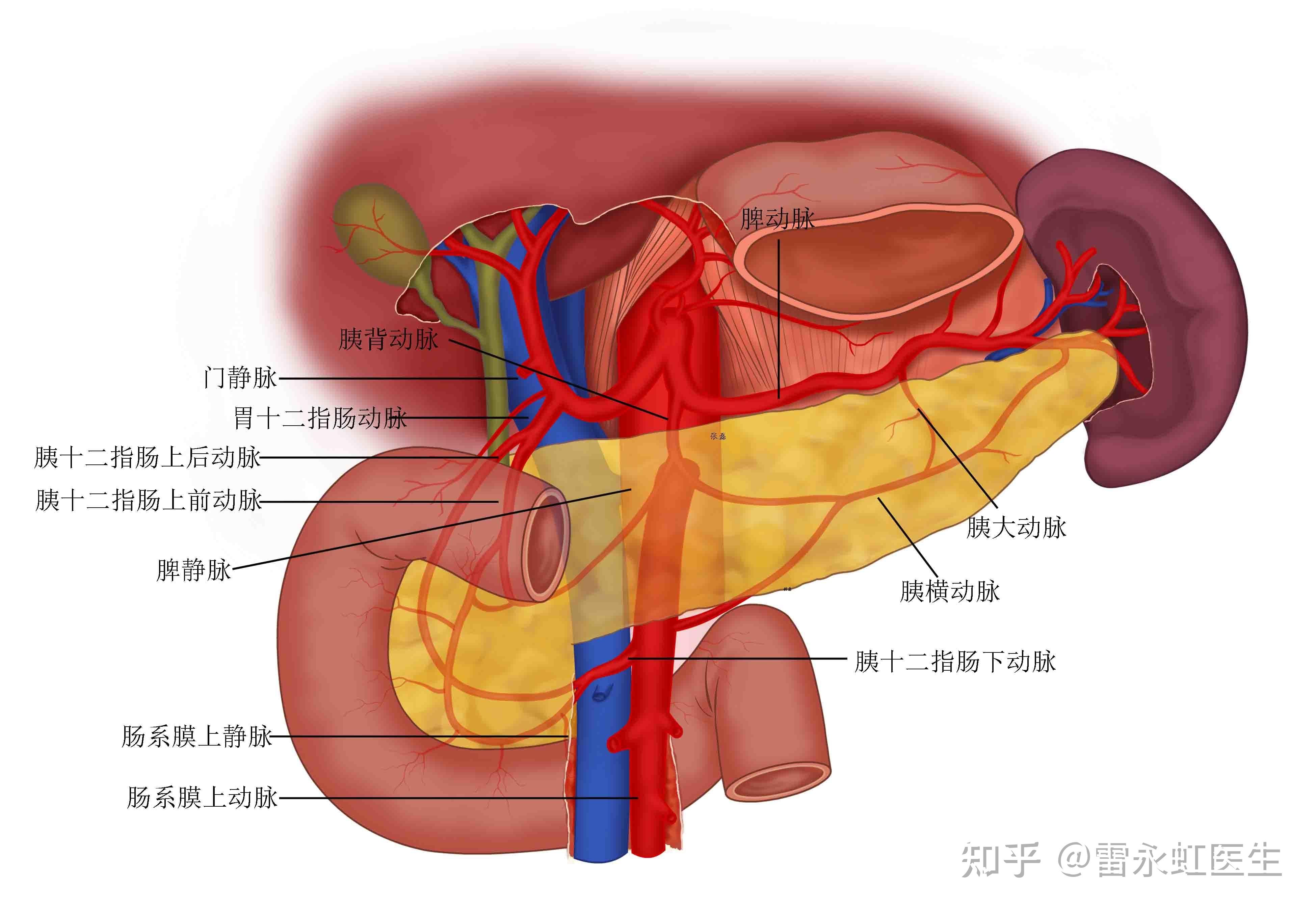 胰的位置解剖图图片