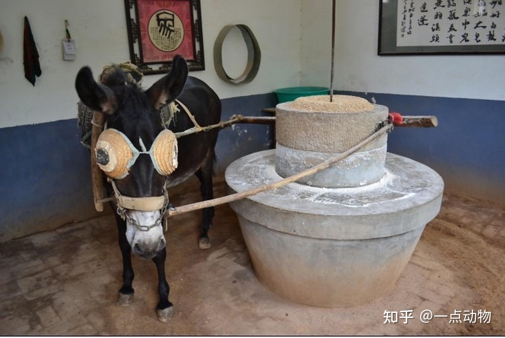 驴在拉磨的时候,为什么一定要把它的眼睛蒙上呢? - 知乎