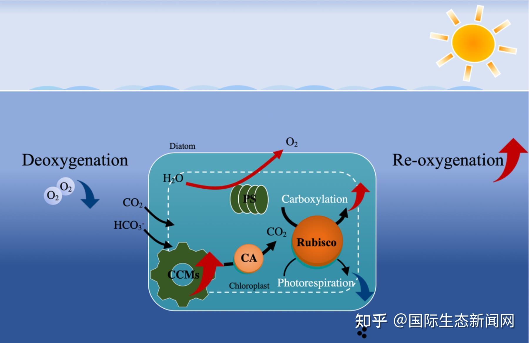 低氧对海洋初级生产过程的促进作用 - 知乎