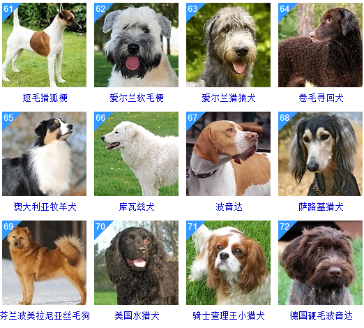 178种狗狗品种大全,原来按体型智商都是这么分! - 知乎