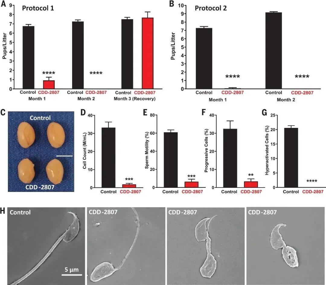 首款按需服用「男性避孕药」或将面世「小鼠实验中显示 2 小时内 100%