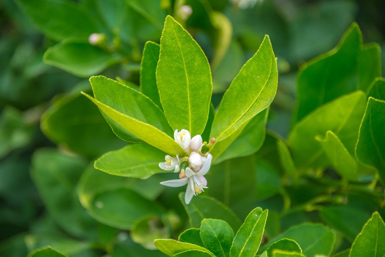 2. 薄荷变质迹象