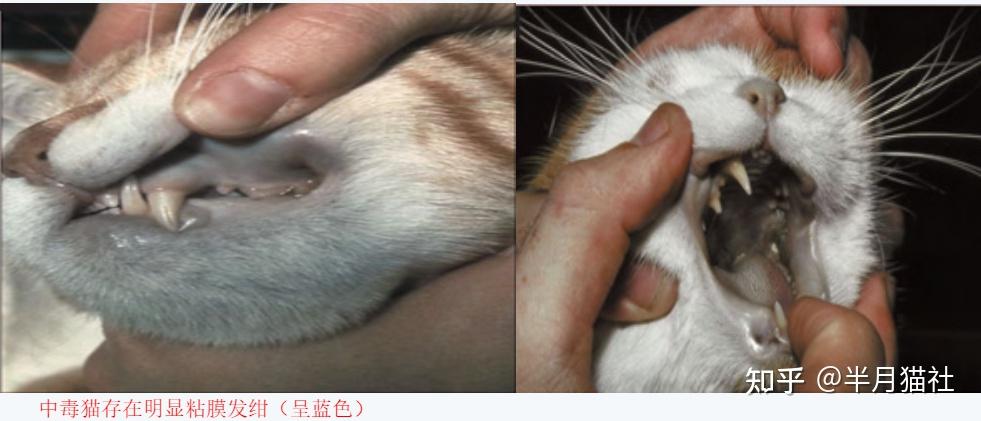 猫咪科普——人类感冒药能轻轻松松毒死猫！这个事千万别干！！ - 知乎