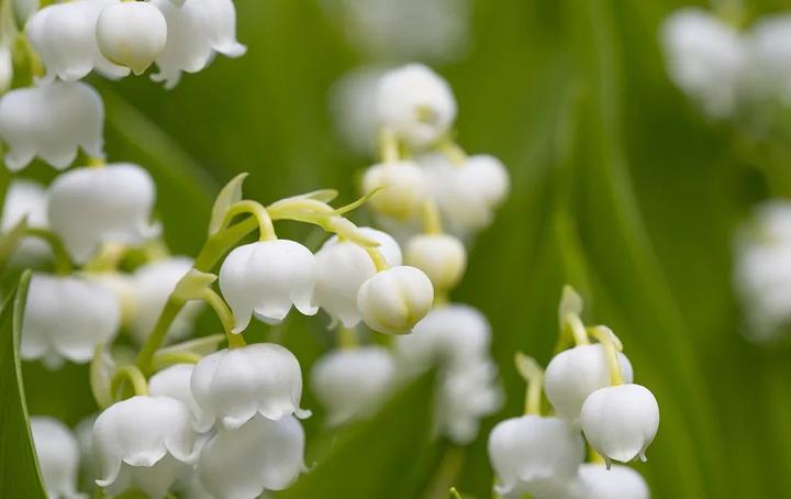 五月会开的花花（八）：铃兰花开，幸福归来- 知乎