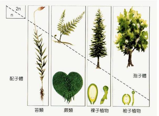 地球生物全系列——植物篇】植物界概述（二） - 知乎