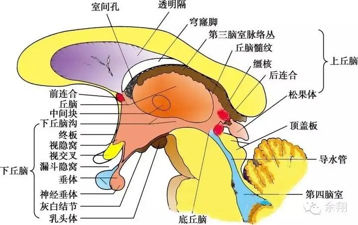 神经解剖-14-下丘脑解剖结构及生理功能 - 知乎