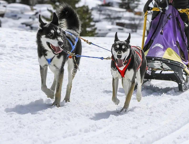 哈尔滨回应网友建议取消狗拉雪橇 狗拉雪橇是否存在虐狗嫌疑?